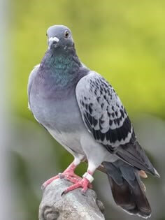 회색머리-잿빛날개-빨간-발가락에-흰-고리를-맨-비둘기가-얌전하게-바위에-앉아있는-모습