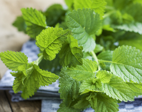 트레스 완화를 돕는 천연 허브