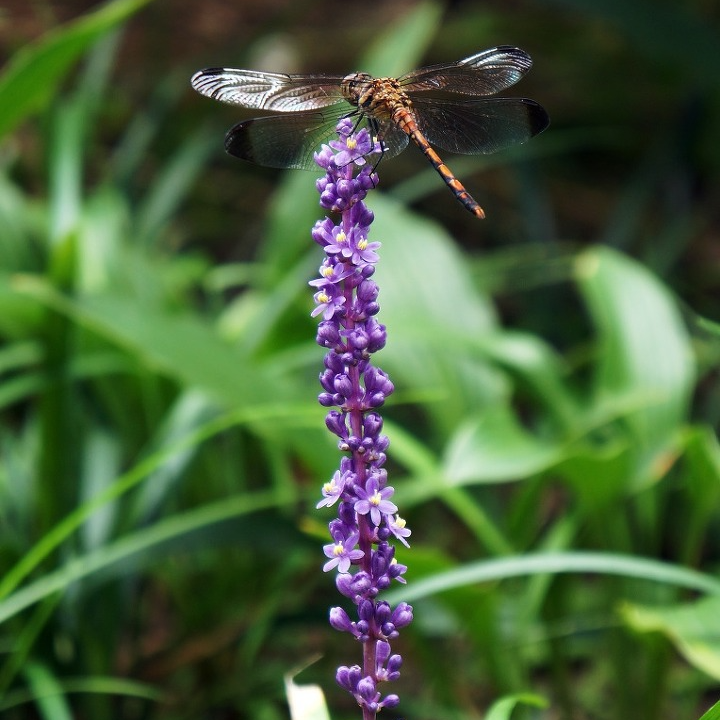 맥문동 효능 부작용