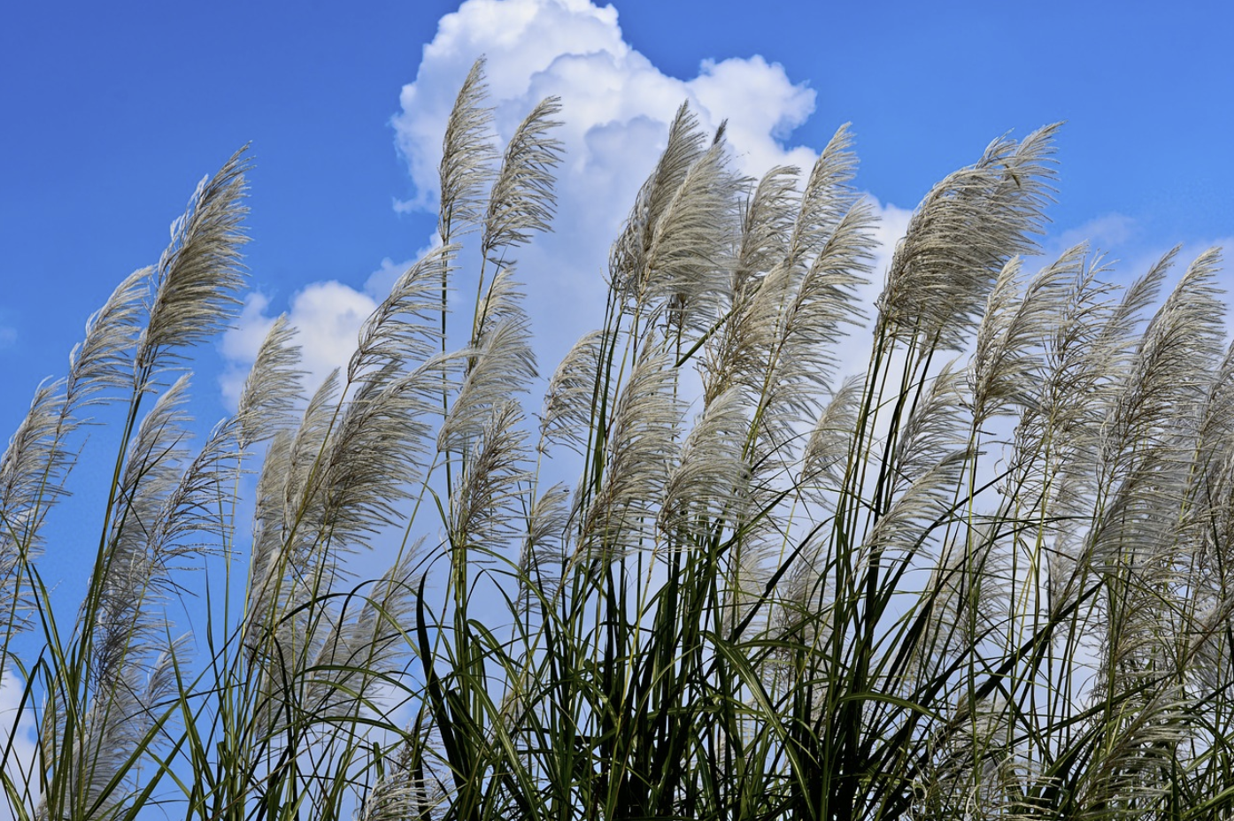 하늘공원 억새축제