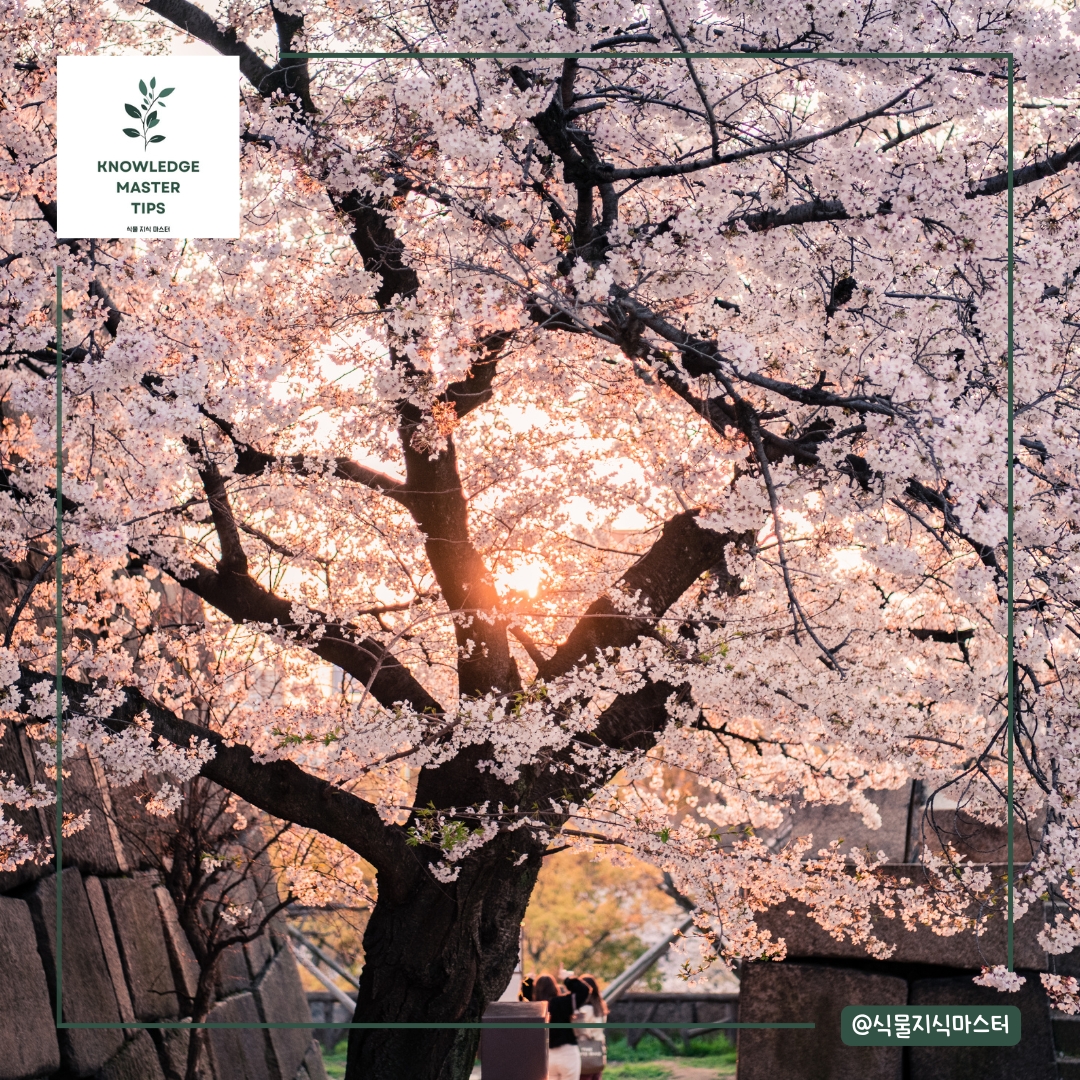 2025년 벚꽃 개화 시기