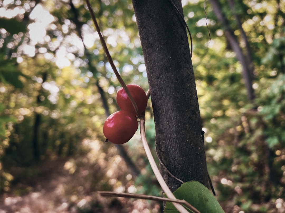 Cornelian cherry