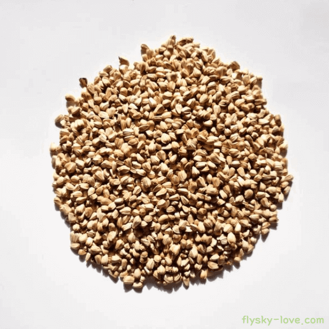 홍화씨 고르는 법