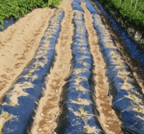 김장 배추 모종 심는 시기