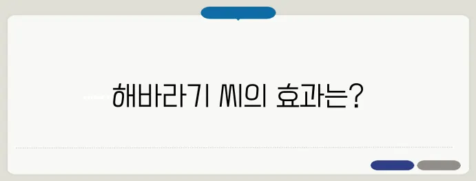 해바라기 씨 효능과 부작용 고혈압 환자는 주의해야 할까