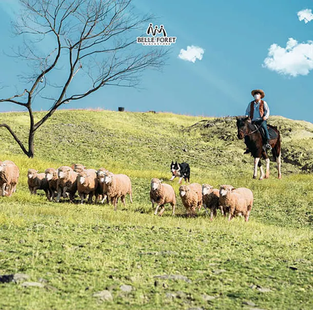 블랙스톤 벨포레 목장