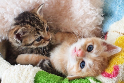 푹신푹신한 침대에서 편히 쉬는 두 마리의 새끼 고양이.