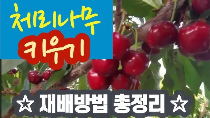 체리나무 재배법 건강한 과일 나무 키우기_9