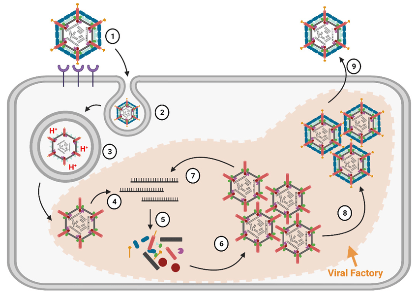 레오바이러스 감염