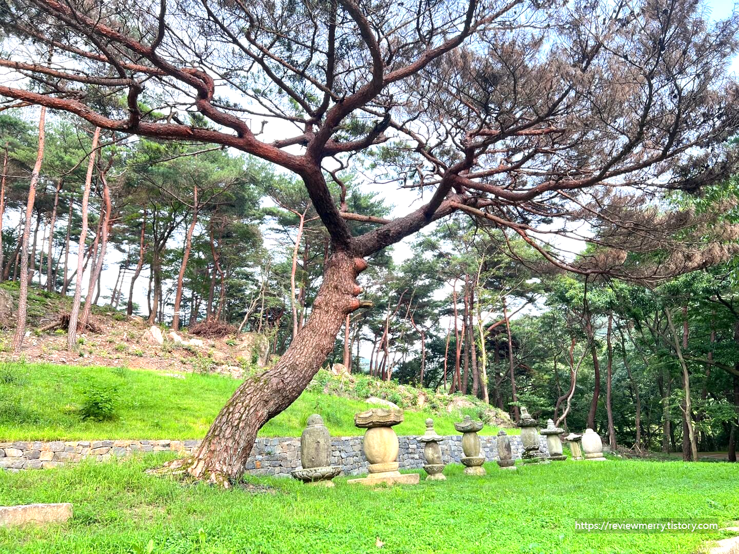 오래된 나무