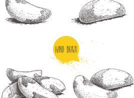 미용 및 다이어트 추천 견과류 '브라질 견과류'