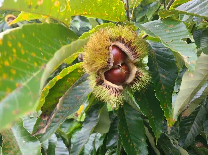 피부 미용 밤