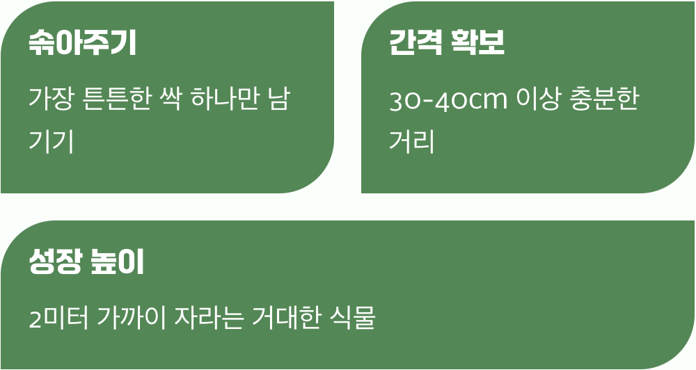 튼튼한 거인으로 키우는 법, 솎아주기