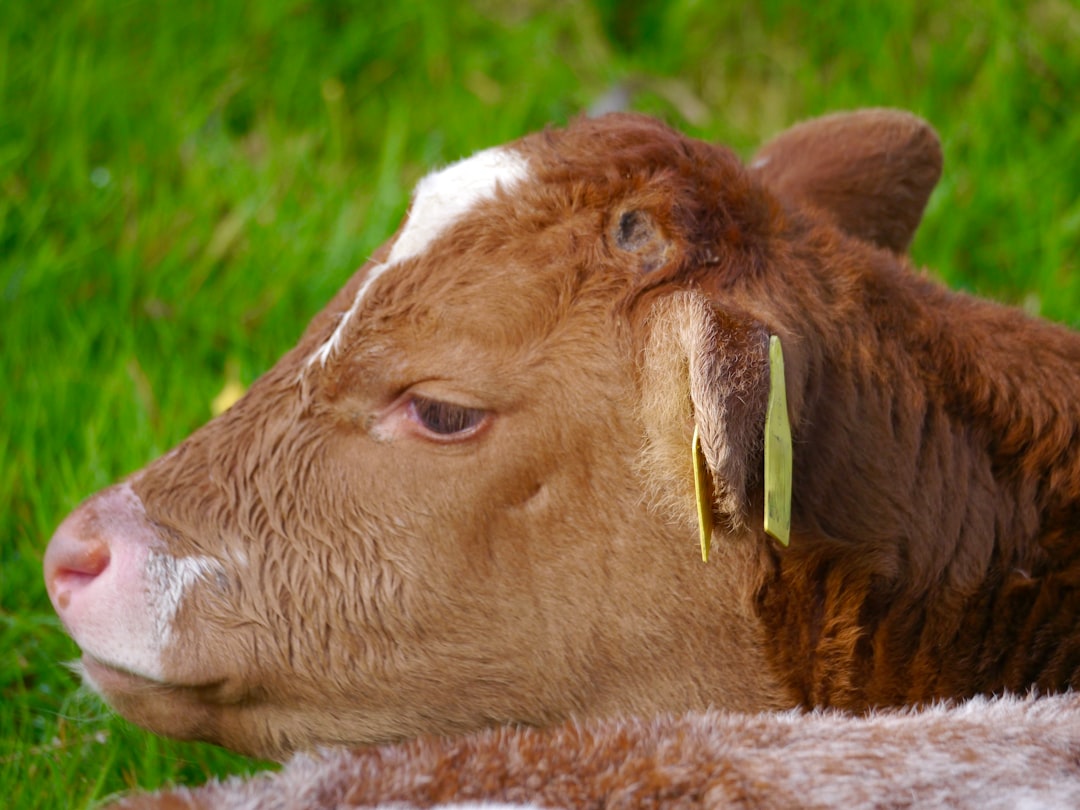 Calf