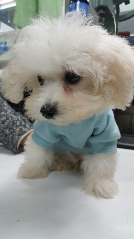 강아지 목욕 주기는 어떻게 정할까? 집에서 하는 기본 케어