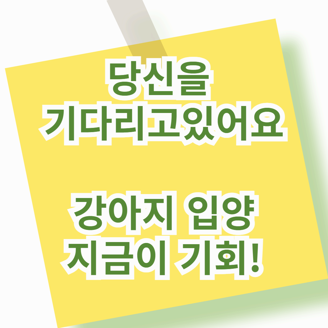 작은 사자 포메라니안 양육법