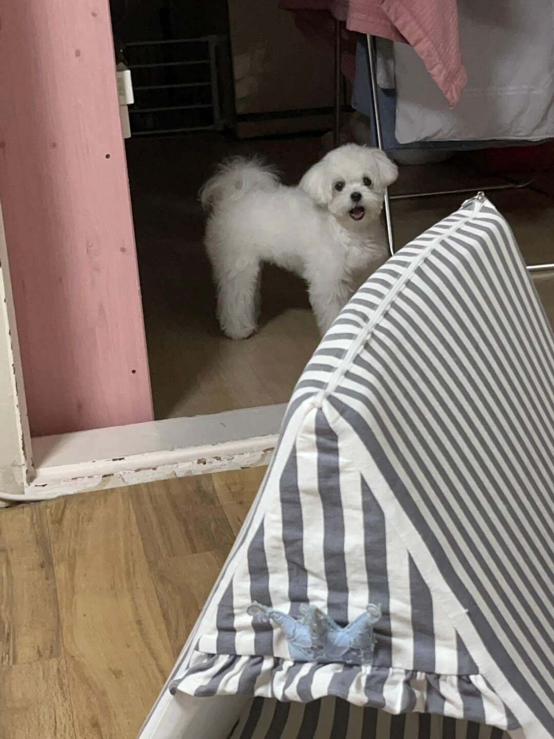 짜증 나서 누나에게 짖고 있는 송이 모습