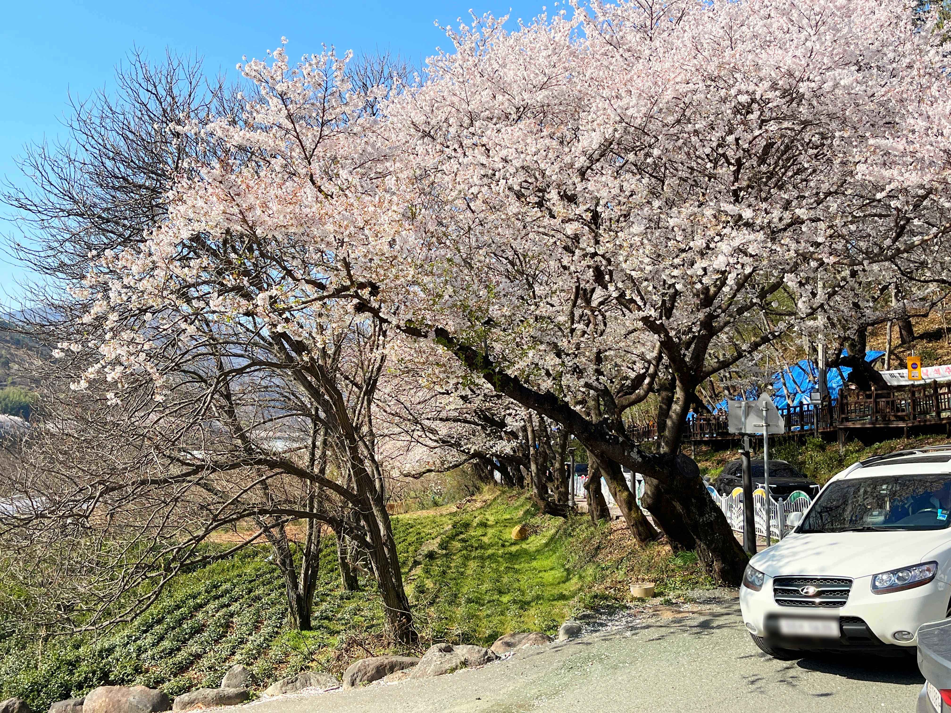 하동 십리벚꽃길