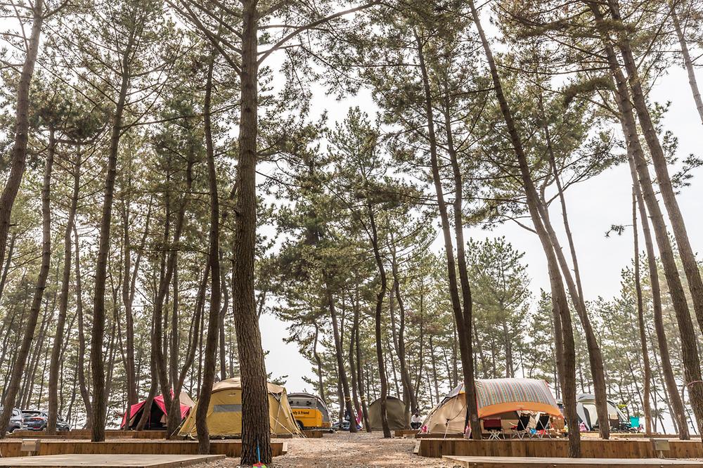 충남 서천 장항오토캠핑장 소개