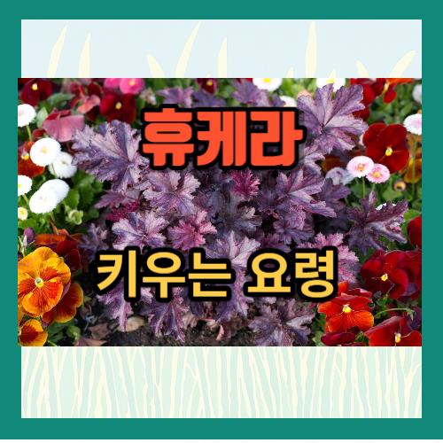 휴케라 키우는 요령