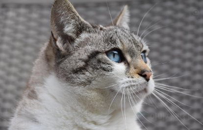 입맛 좋은 인기 고양이 사료 추천 관련 사진