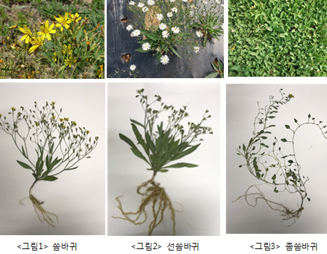 3월에 먹으면 좋은 제철 음식(봄철 음식) - 씀바귀편 (효능&amp;#44; 씀바귀가 들어가는 음식)