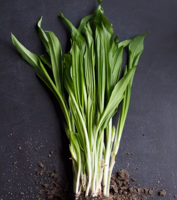 대파 효능과 부작용 고르는법