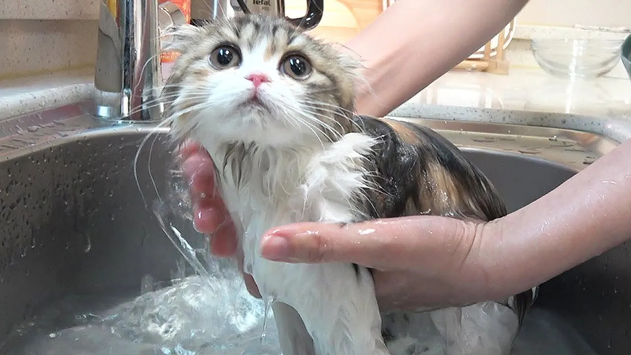 고양이 쉽게 목욕하는 방법과 준비 요령_5
