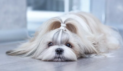 시츄/출처:어도비스톡