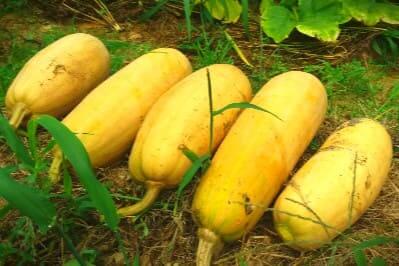 늙은애호박-수확