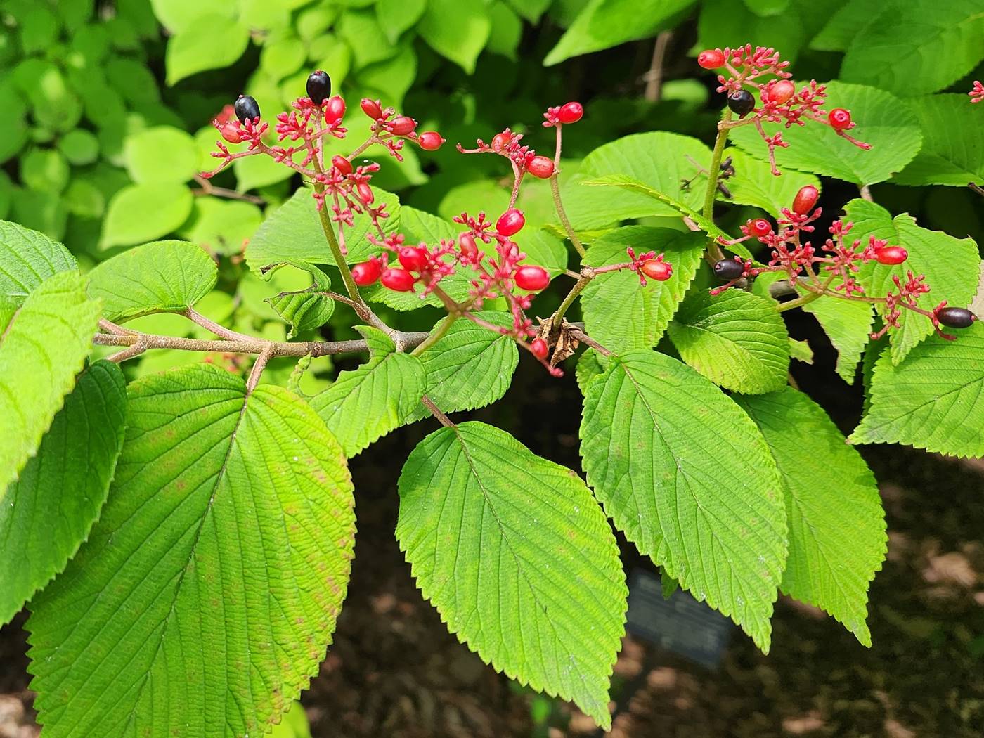 설구화 라나스(라나스덜꿩나무)
