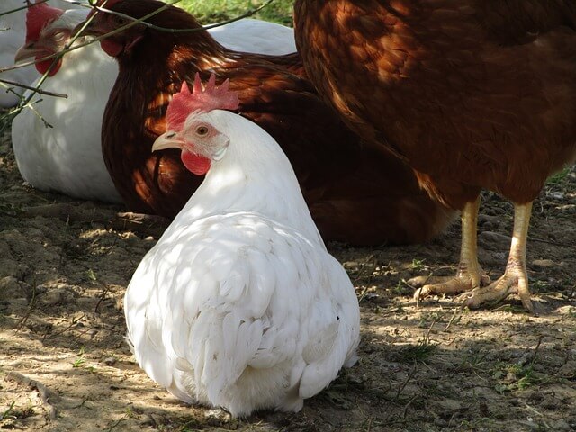 2024년 신년운세 닭띠 5월운세 용감하게 앞으로~
