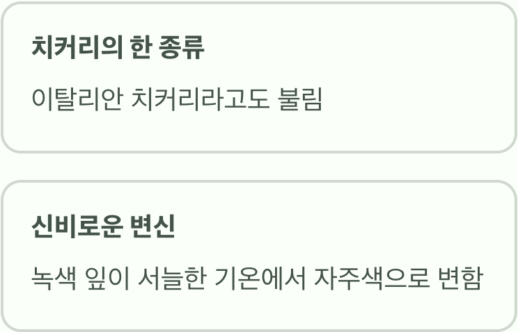 라디치오, 붉은색의 비밀