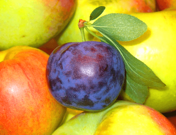 여러 개의 자두 위에 보라색의 작고 동글동글한 프룬 한 개가 올려졌다.