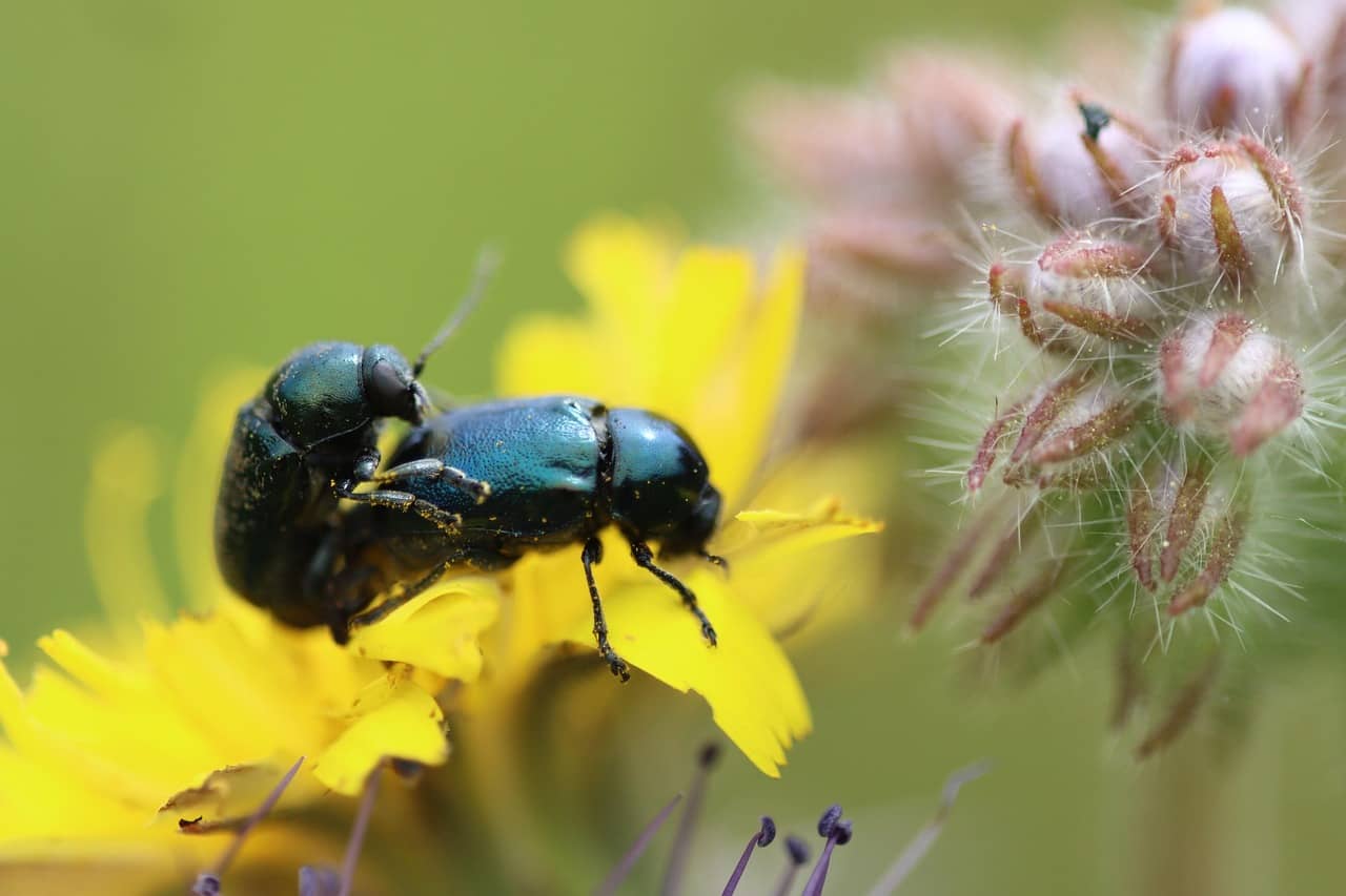 5월 22일 국제 생물다양성의 날 - 지구는 인간만의 것이 아니다