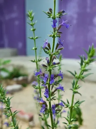 히솝 재배 씨 뿌리기 통풍 관리 허브 차 활용_5