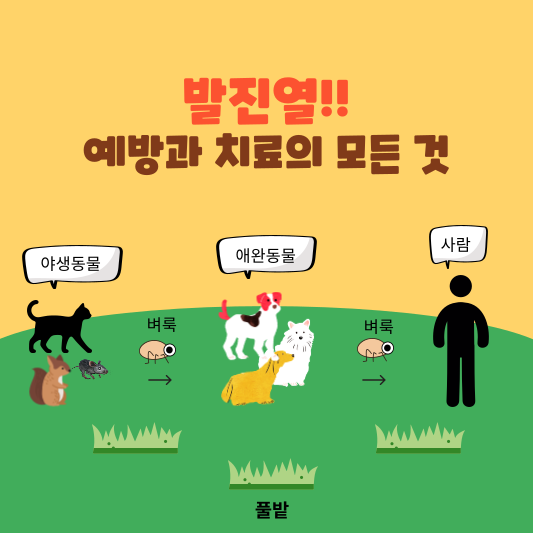 발진열: 예방과 치료의 모든 것