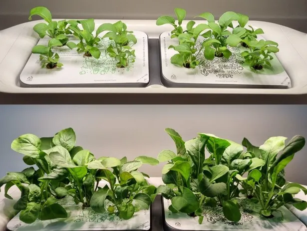 옥자연이 선택한 이케아 밀스보, 아파트에서 식물장 하나로 텃밭 자연주의 (+나혼산 리뷰)