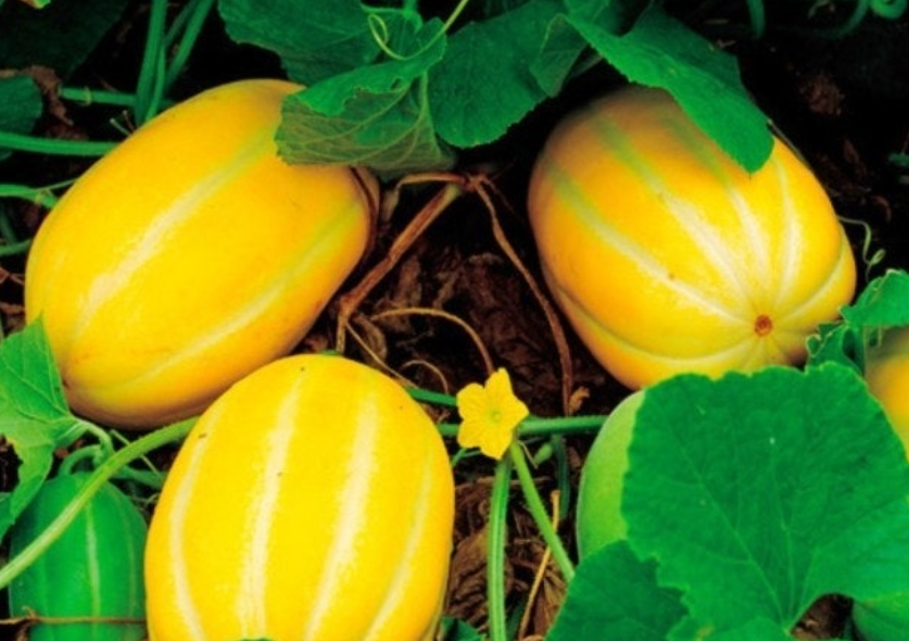 참외-효능-부작용-하루-섭취량-관련-사진