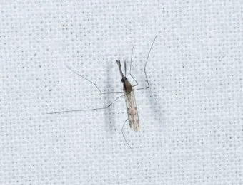 모기 물렸을 때 가려움증 없애는 법 효과적인 민간요법_14
