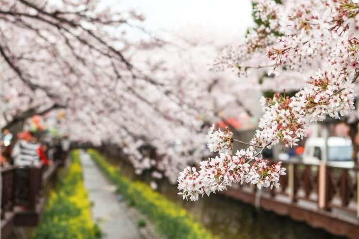 2024년 벚꽃 개화시기/ 지역별 명소