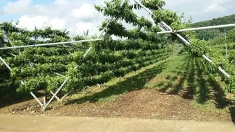 복숭아 재배 꽃 솎기 잎 따기 갈반병 방제_6