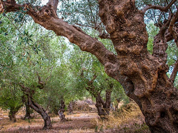 엑스트라버진 올리브오일 PGI