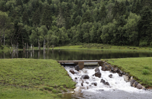 도시 숲과 습도 조절 기능: 여름철 불쾌지수를 낮추는 비밀