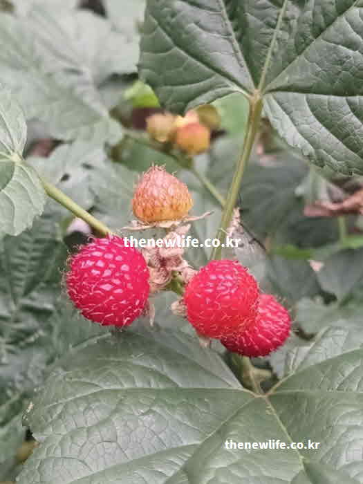 산딸기 효능 요리