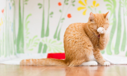 세수하는 고양이.