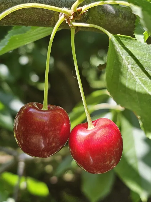체리-효능-부작용-하루-섭취량-관련-사진