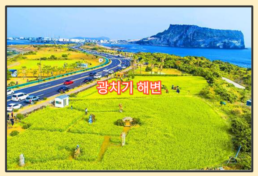 제주 유채꽃 명소 - 광치기 해변