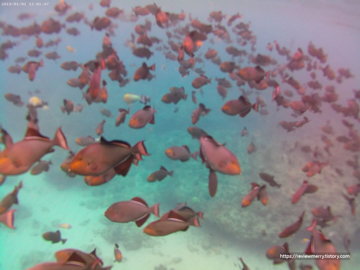 스노클링 물고기사진