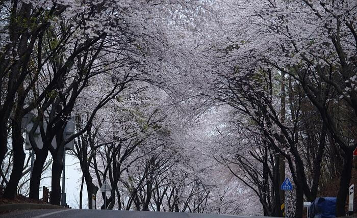 숨은 벚꽃명소 / 2024 충청도 벗꽃명소 벚꽃여행